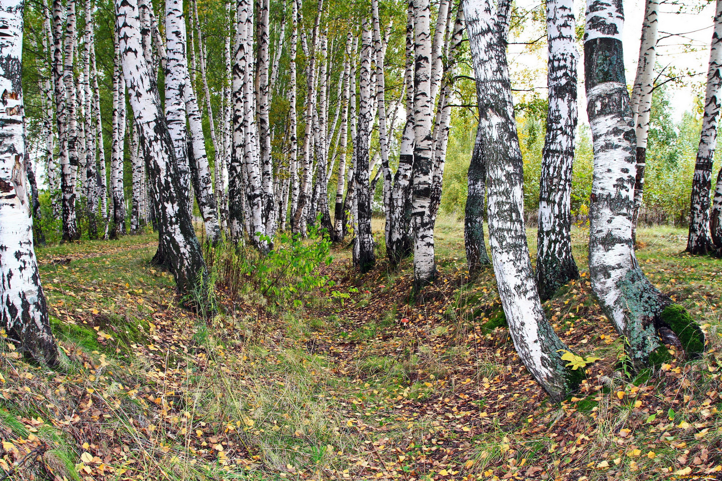 Сибирские деревья береза